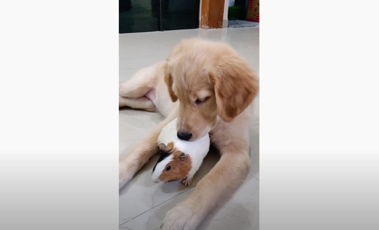 ゴールデンレトリーバー,動画