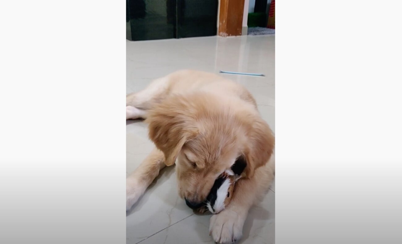 ゴールデンレトリーバー,動画