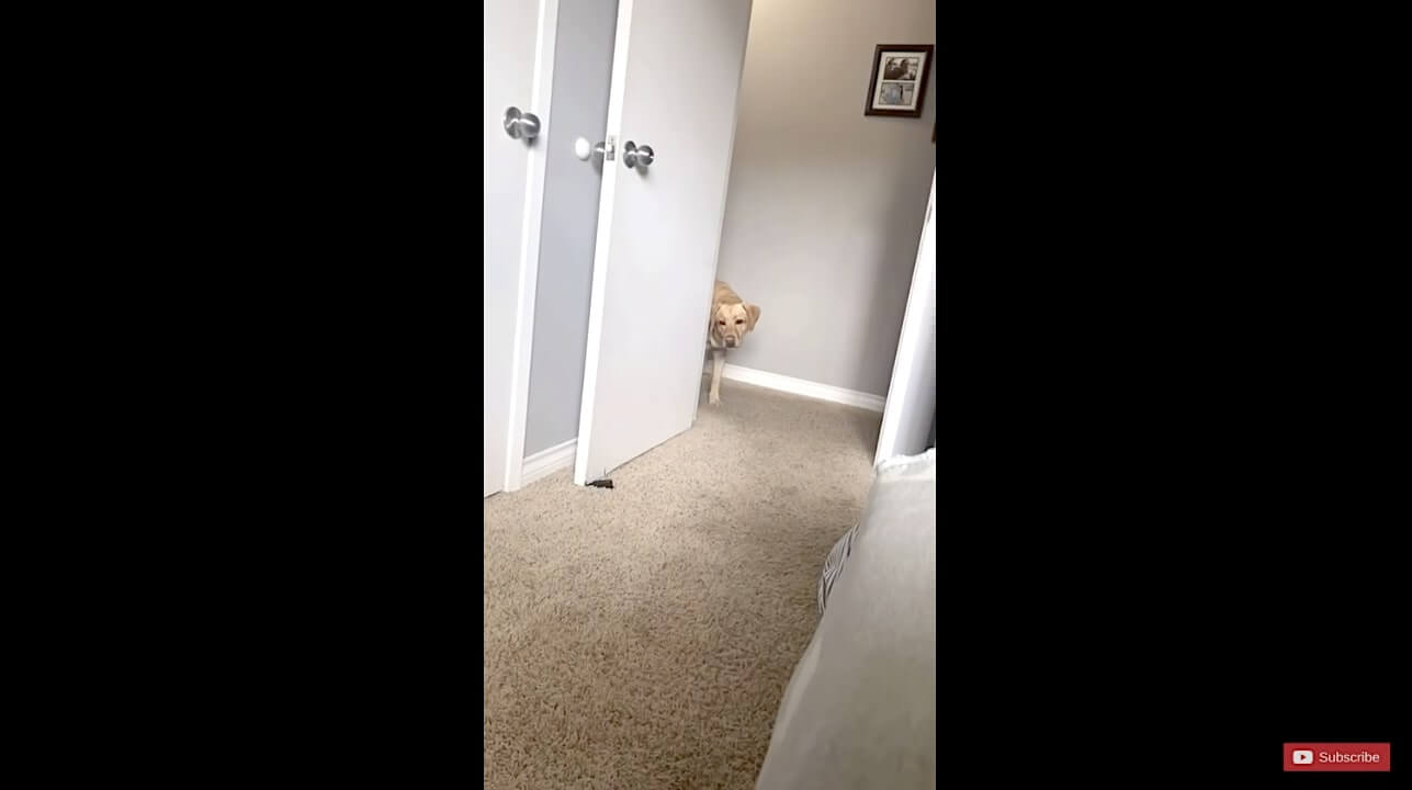 ラブラドールレトリーバー,動画