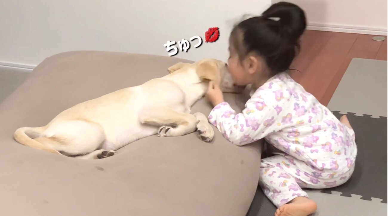 ラブラドールレトリーバー,動画