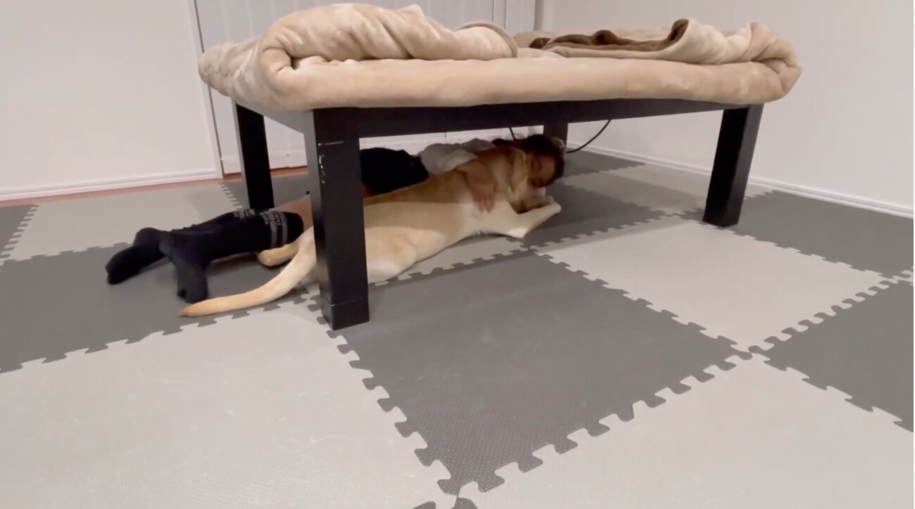 ラブラドールレトリーバー,動画