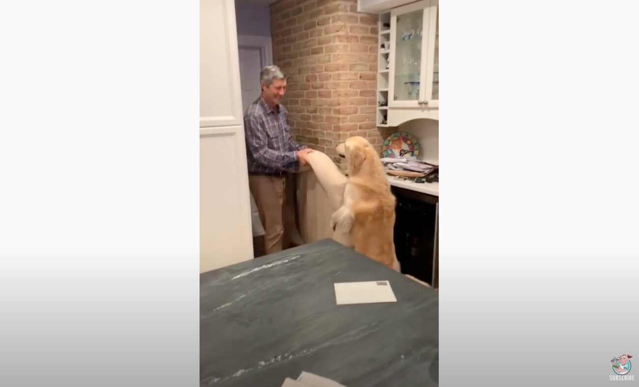 ゴールデンレトリーバー,動画