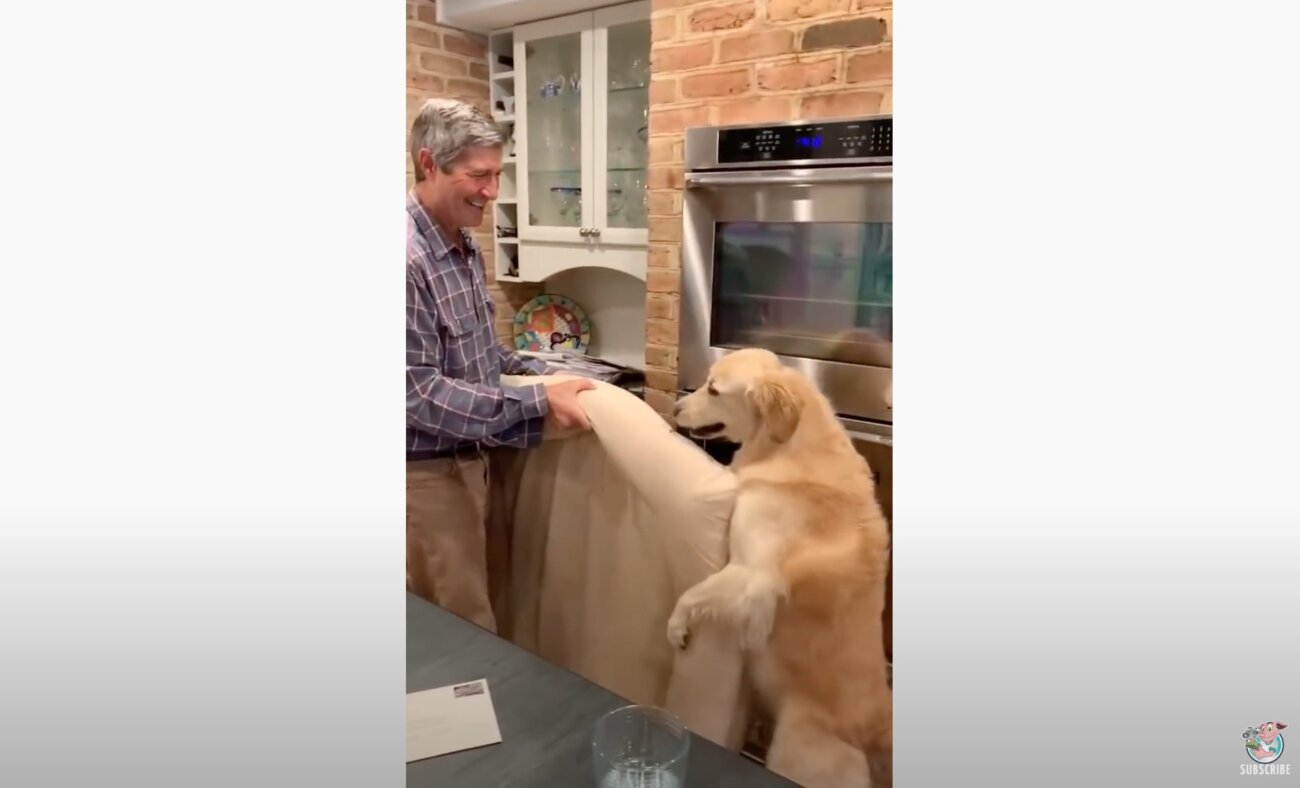 ゴールデンレトリーバー,動画