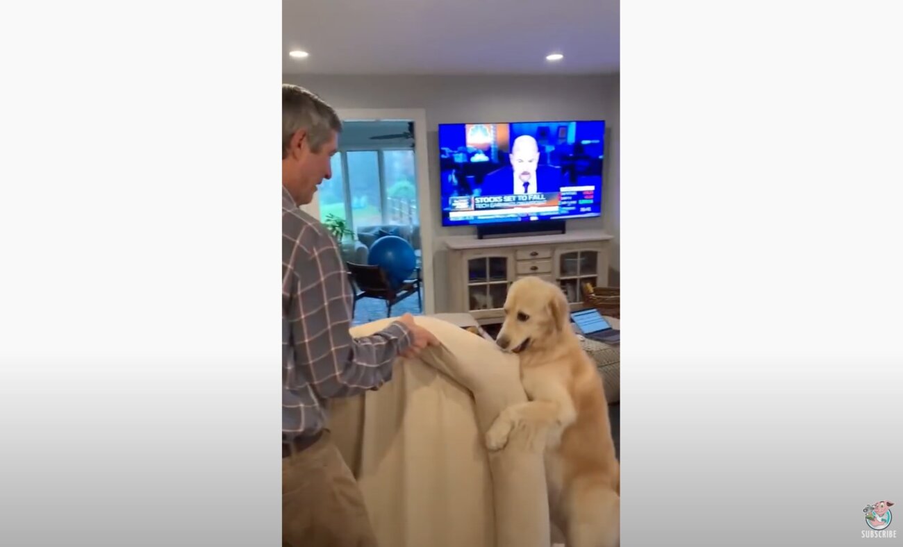 ゴールデンレトリーバー,動画