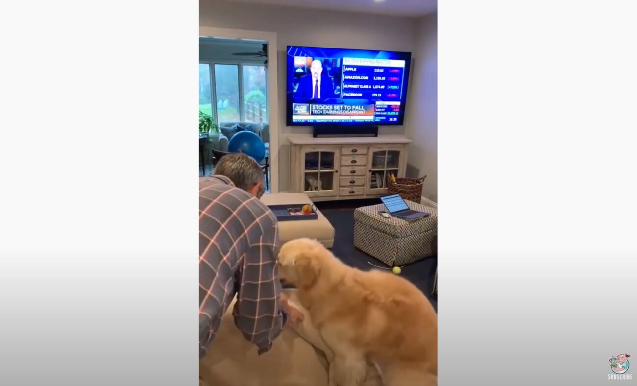 ゴールデンレトリーバー,動画