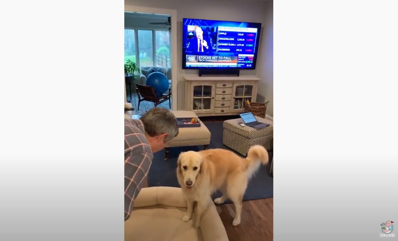 ゴールデンレトリーバー,動画