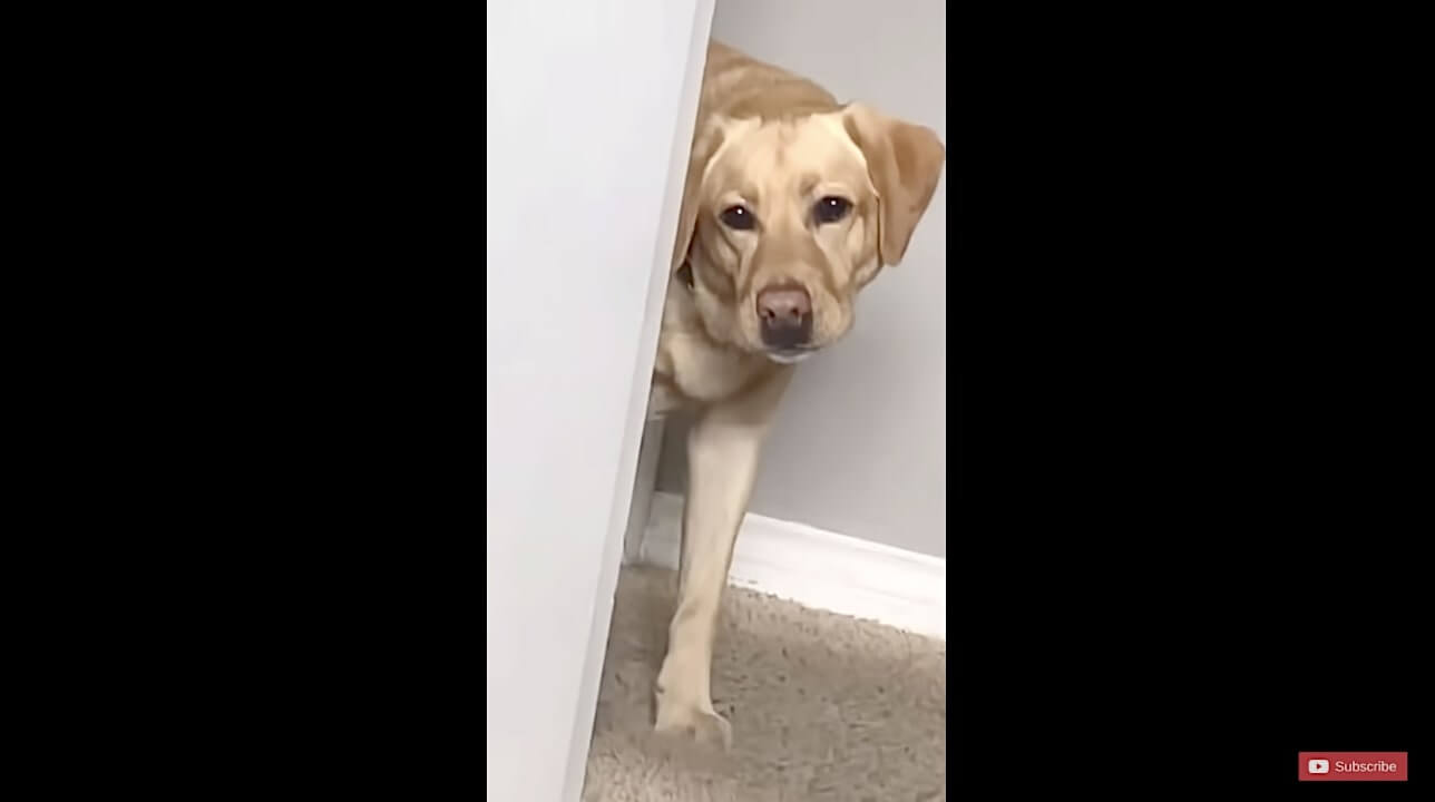 ラブラドールレトリーバー,動画