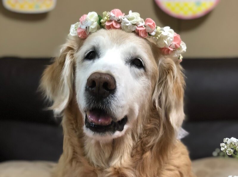 ゴールデンレトリーバーで