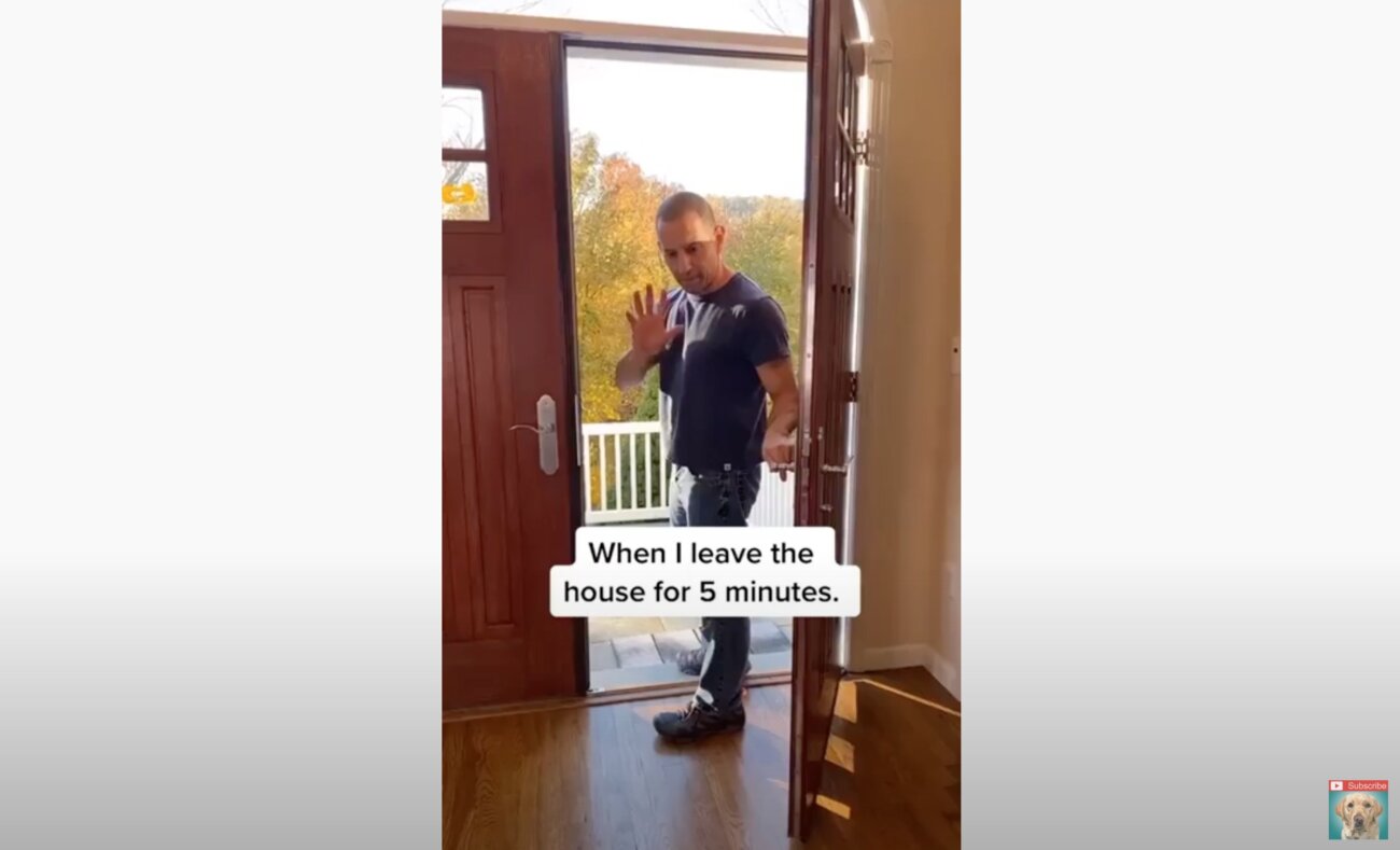 ラブラドールレトリーバー,動画