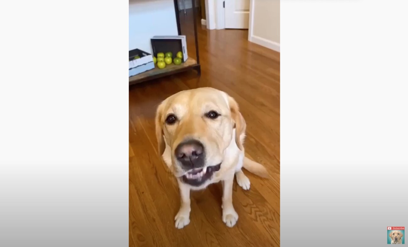 ラブラドールレトリーバー,動画