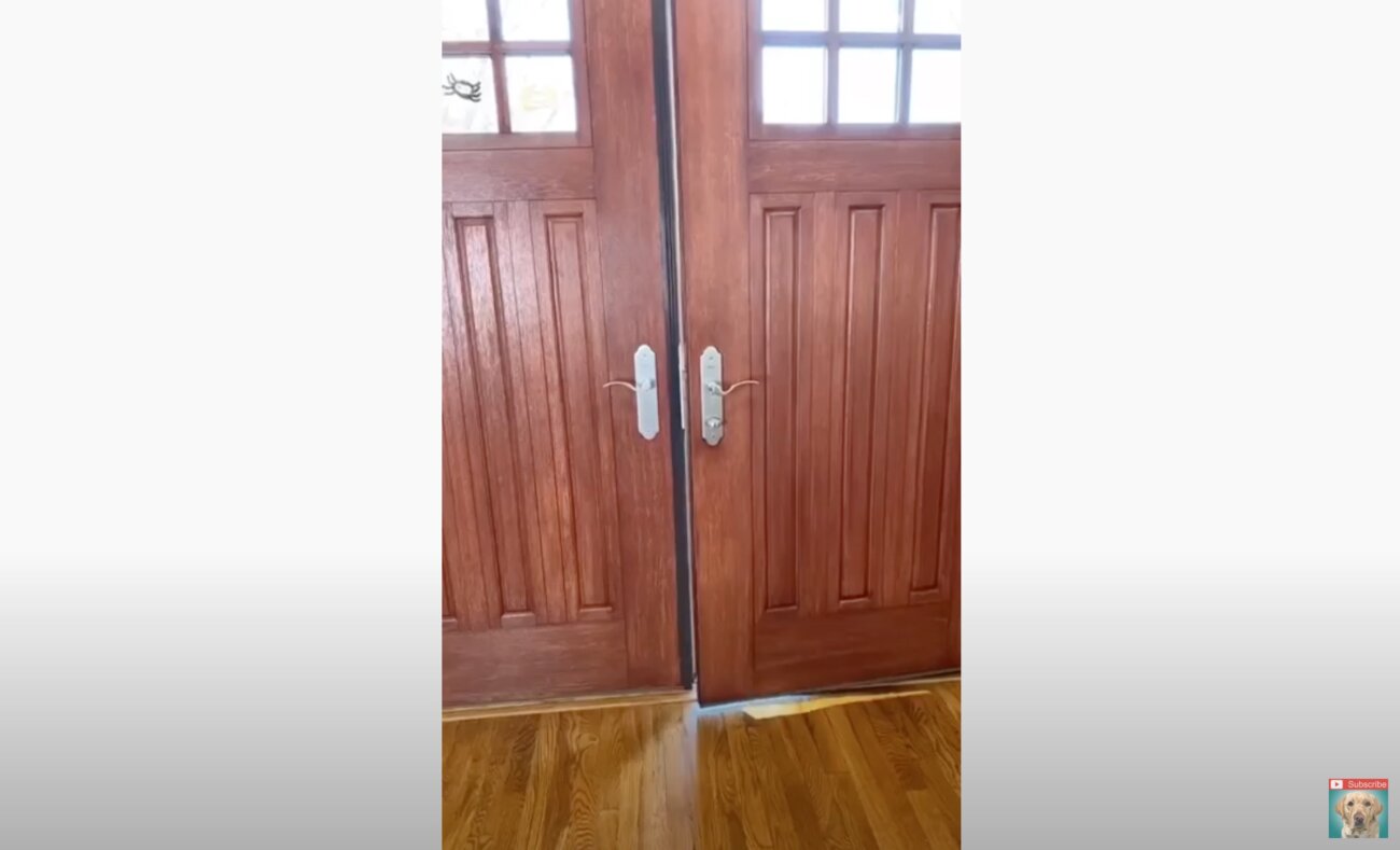 ラブラドールレトリーバー,動画