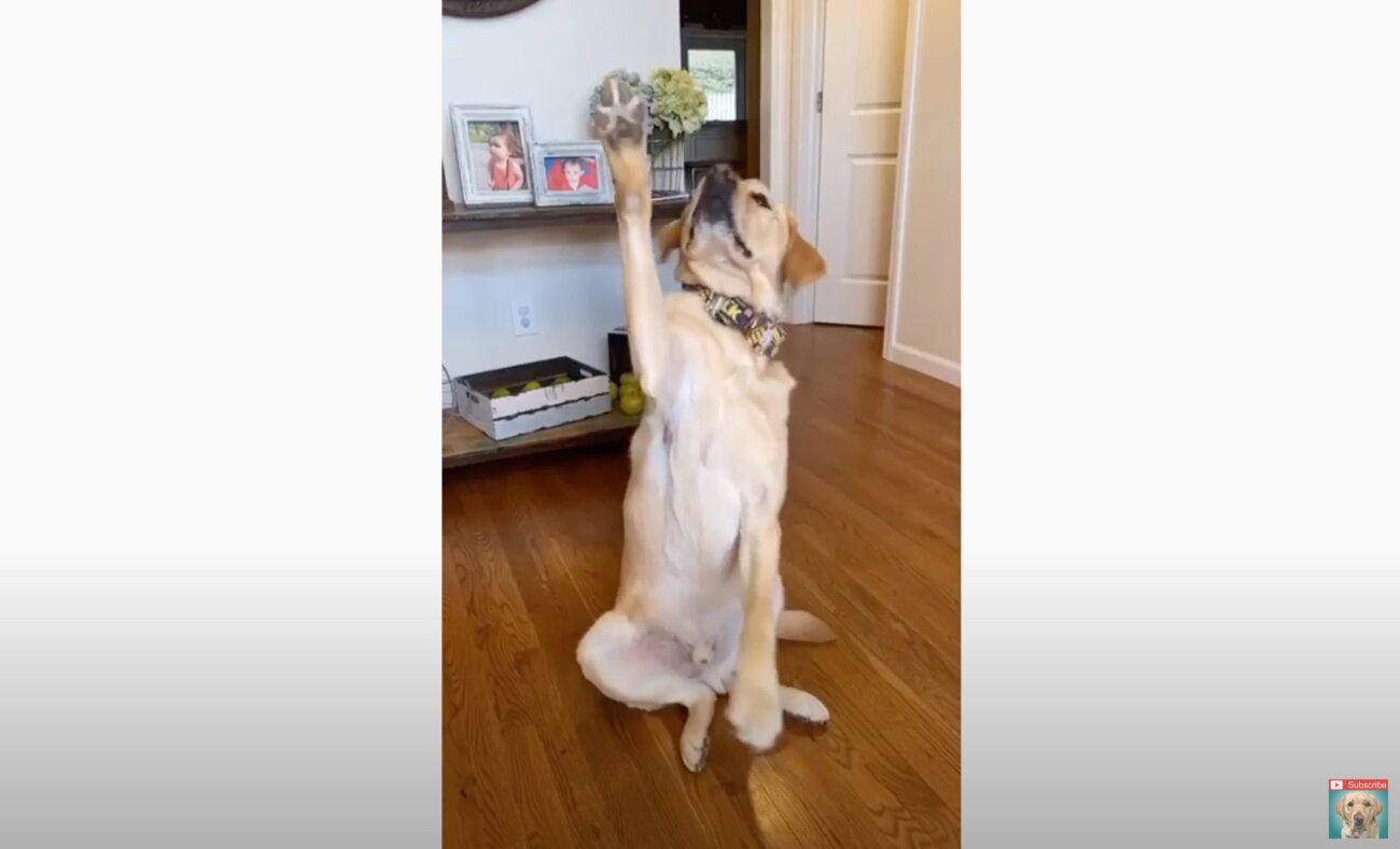 ラブラドールレトリーバー,動画