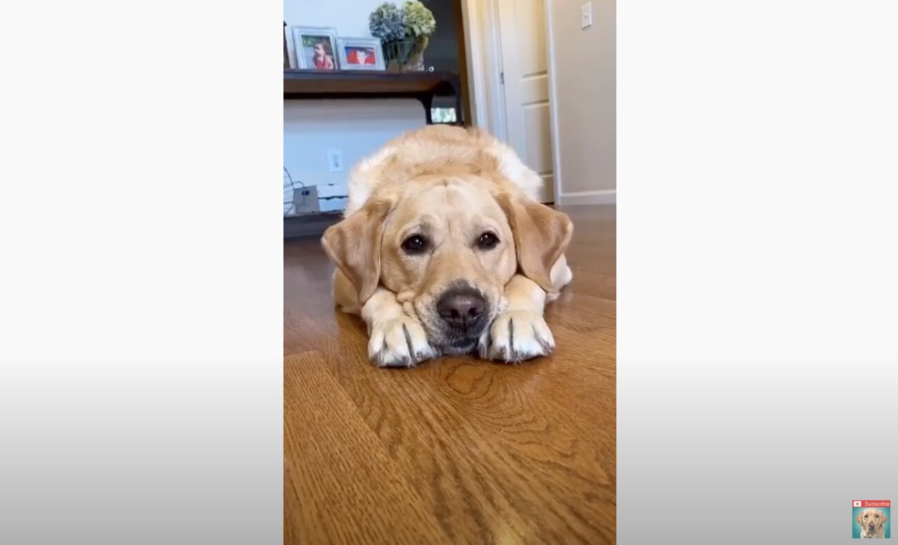 ラブラドールレトリーバー,動画