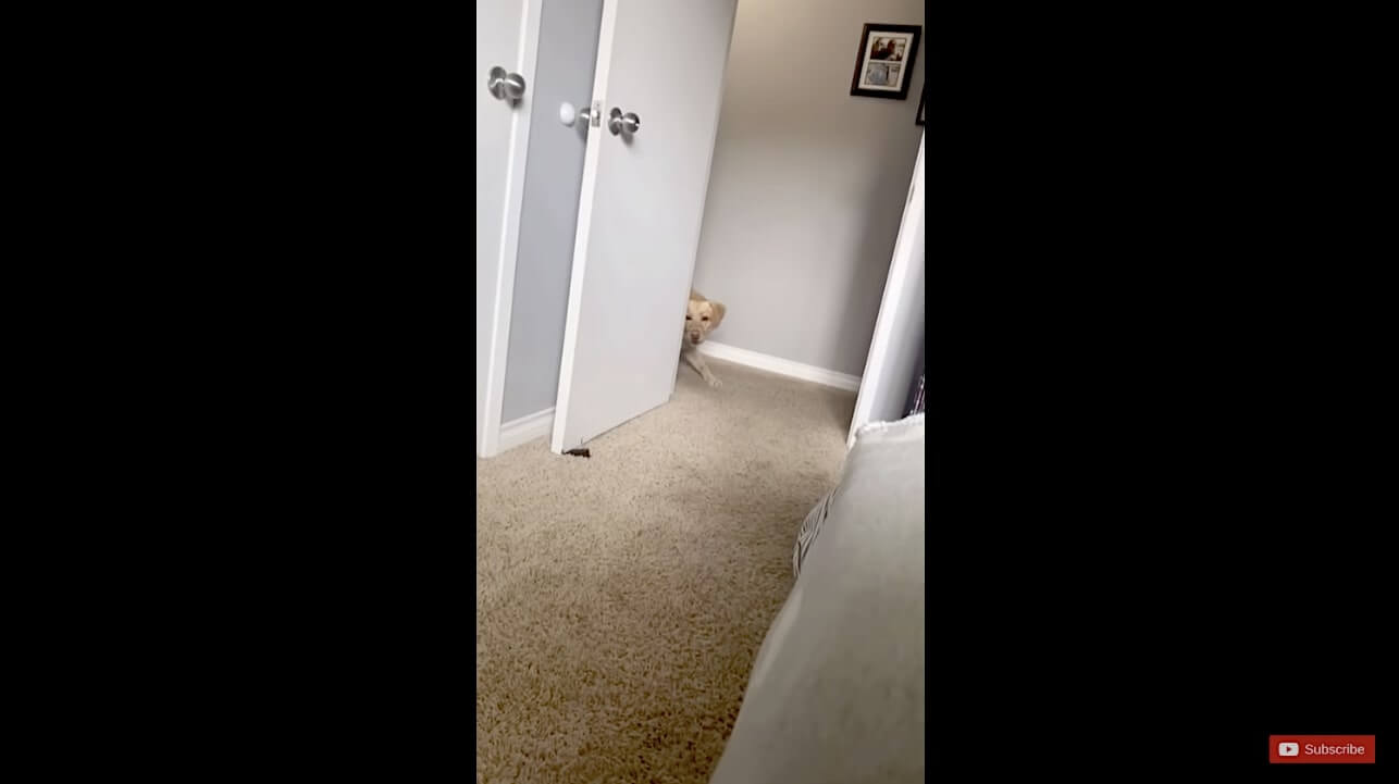 ラブラドールレトリーバー,動画