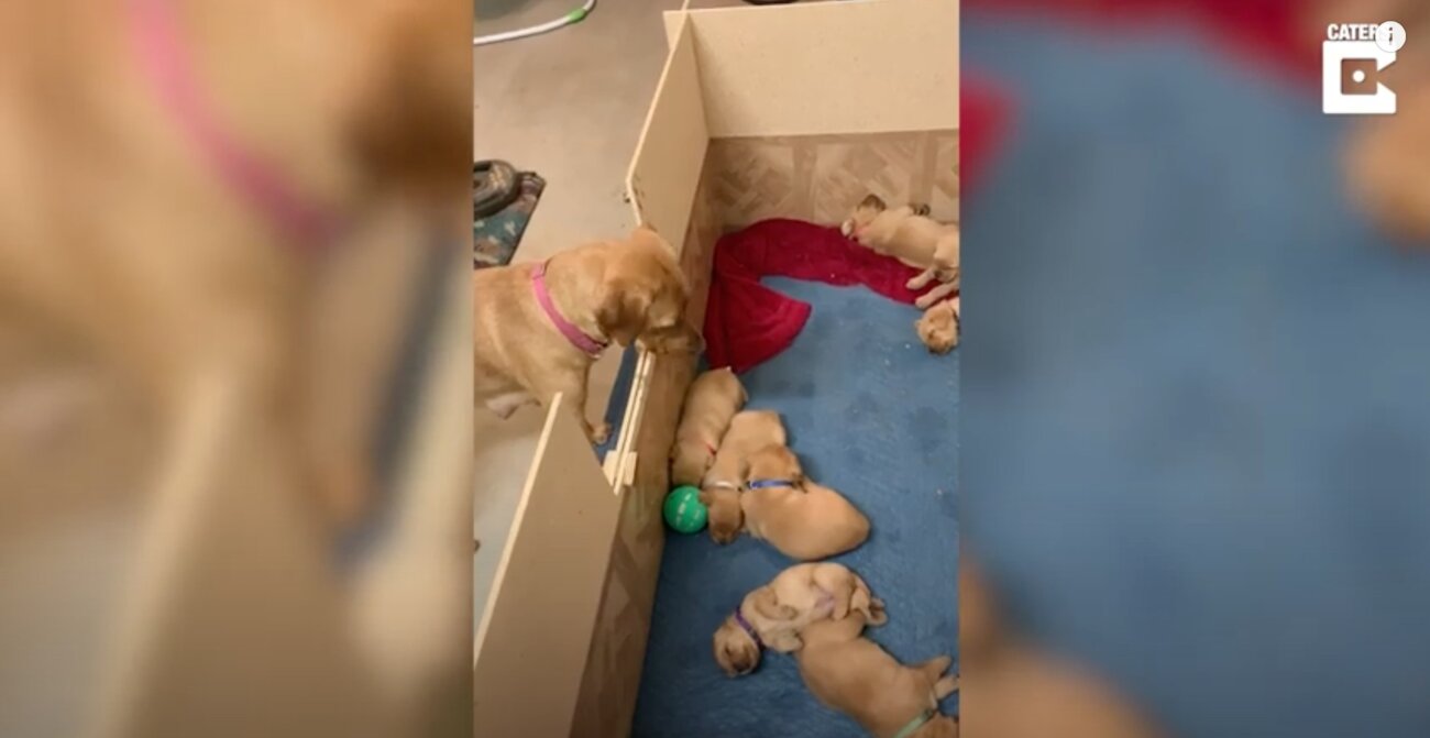 ラブラドールレトリーバー,動画