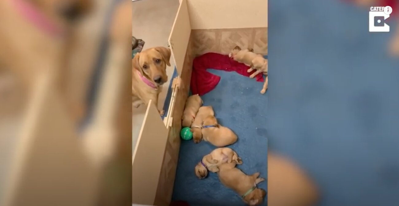 ラブラドールレトリーバー,動画