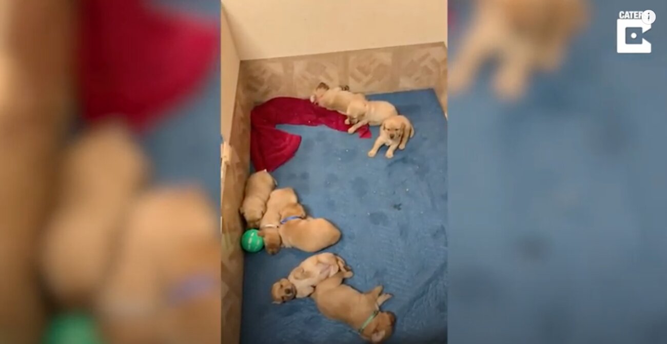 ラブラドールレトリーバー,動画