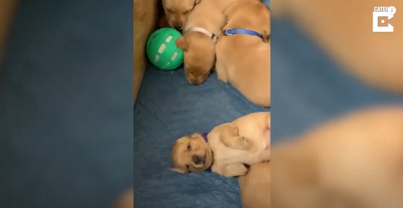 ラブラドールレトリーバー,動画