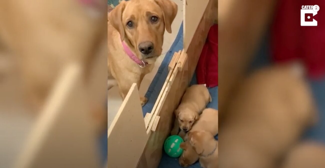 ラブラドールレトリーバー,動画