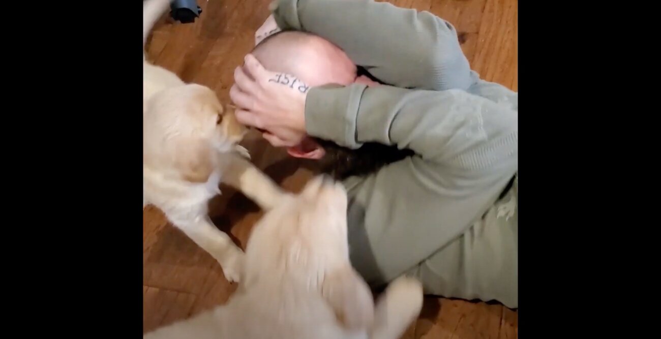 ゴールデンレトリーバー,動画