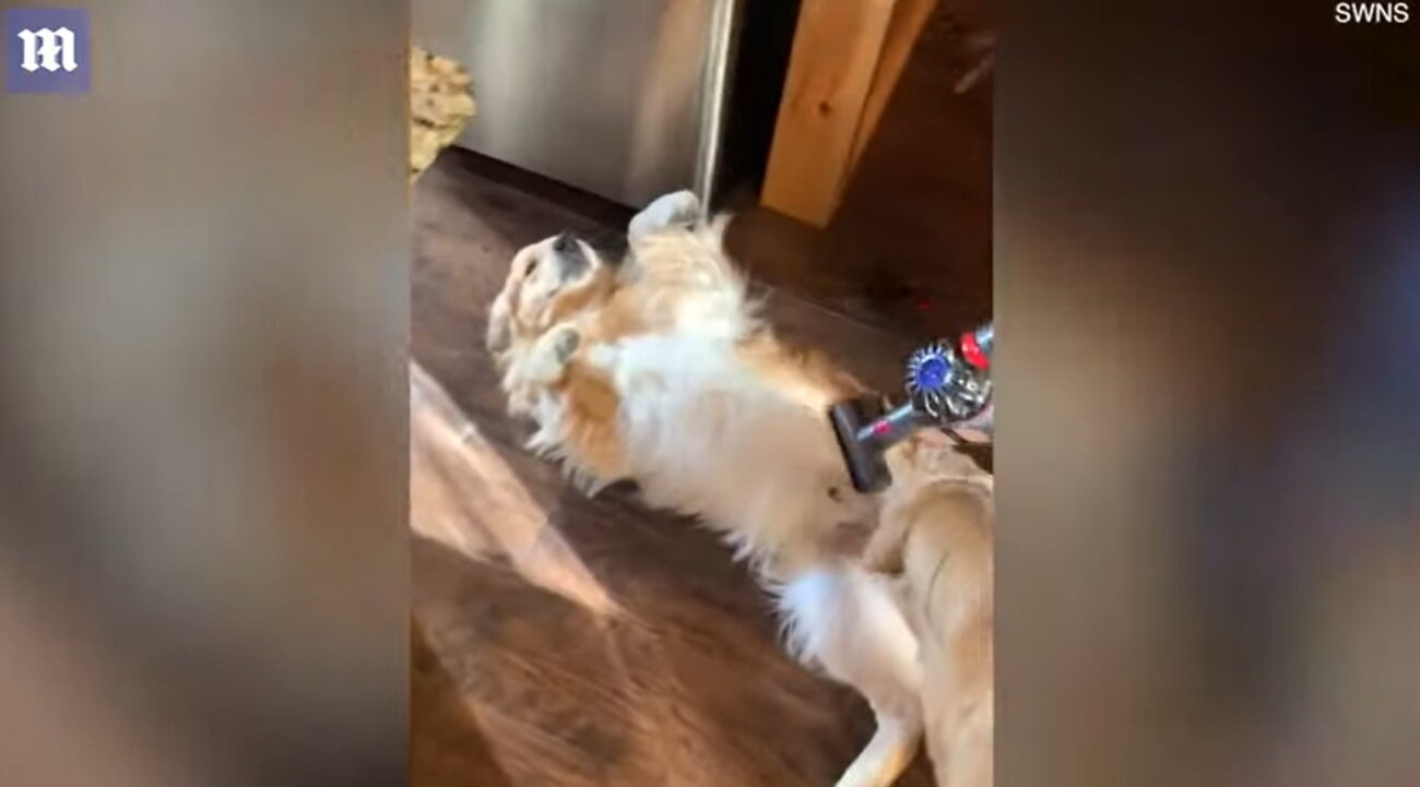 ゴールデンレトリーバー,動画