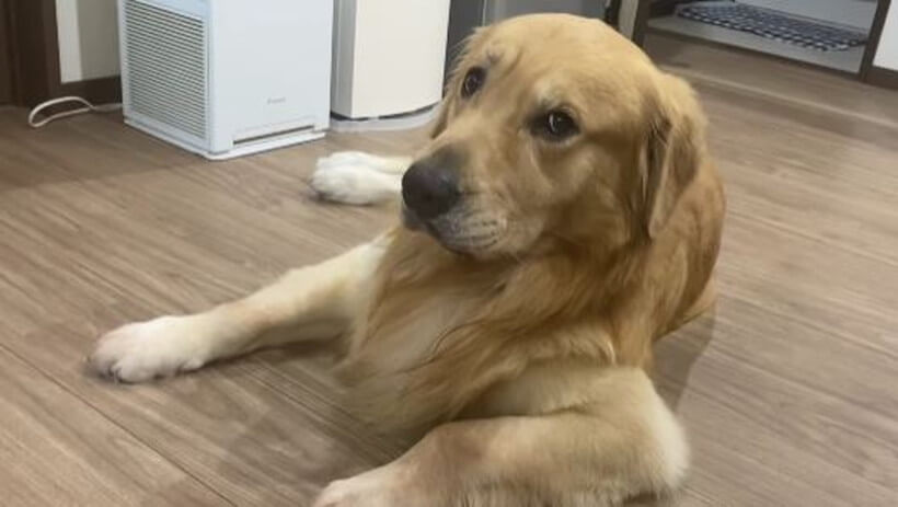 ゴールデンレトリーバー,動画