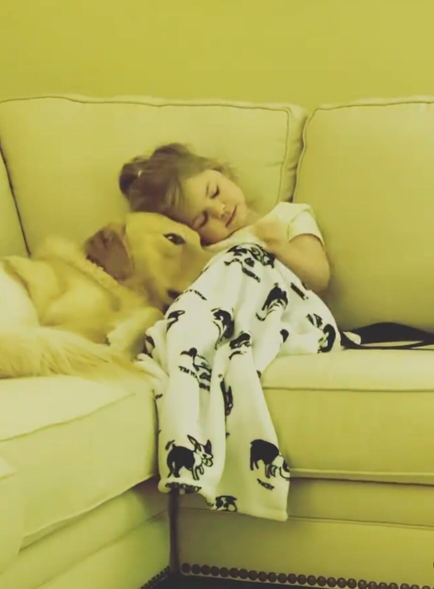 ゴールデンレトリーバー,動画