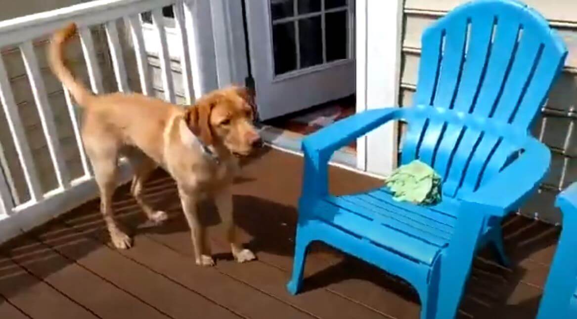 ラブラドールレトリーバー,動画