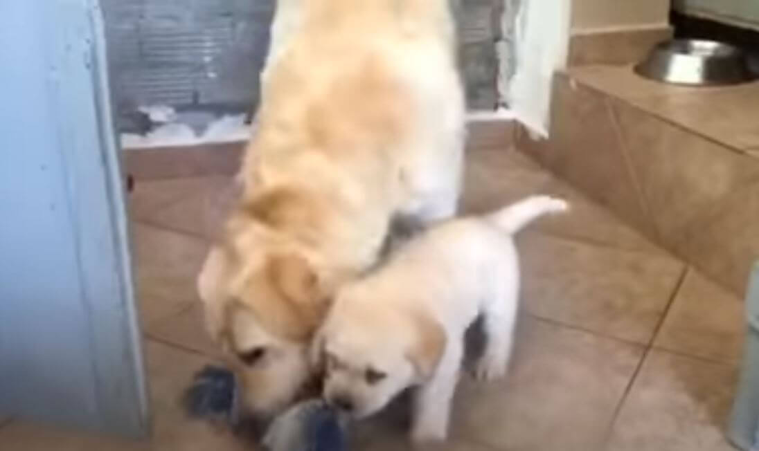 ラブラドールレトリーバー,動画