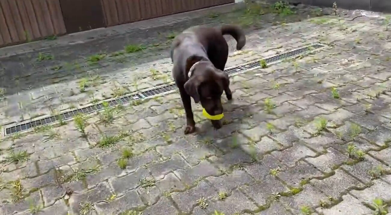 ラブラドールレトリーバー,動画