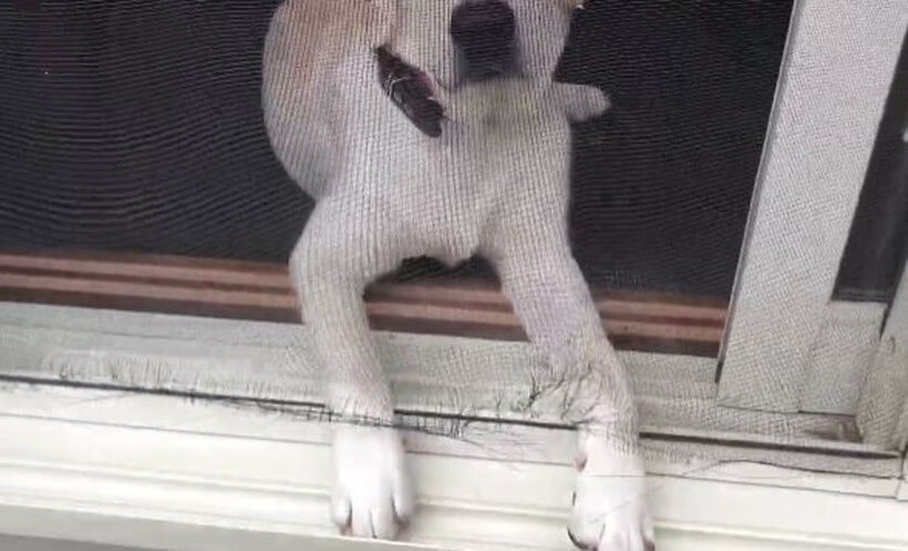 ラブラドールレトリーバー,動画