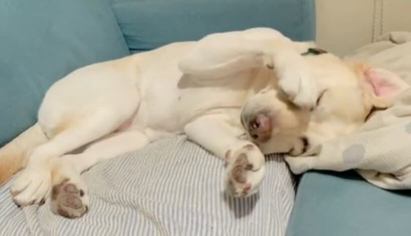 ラブラドールレトリーバー,動画