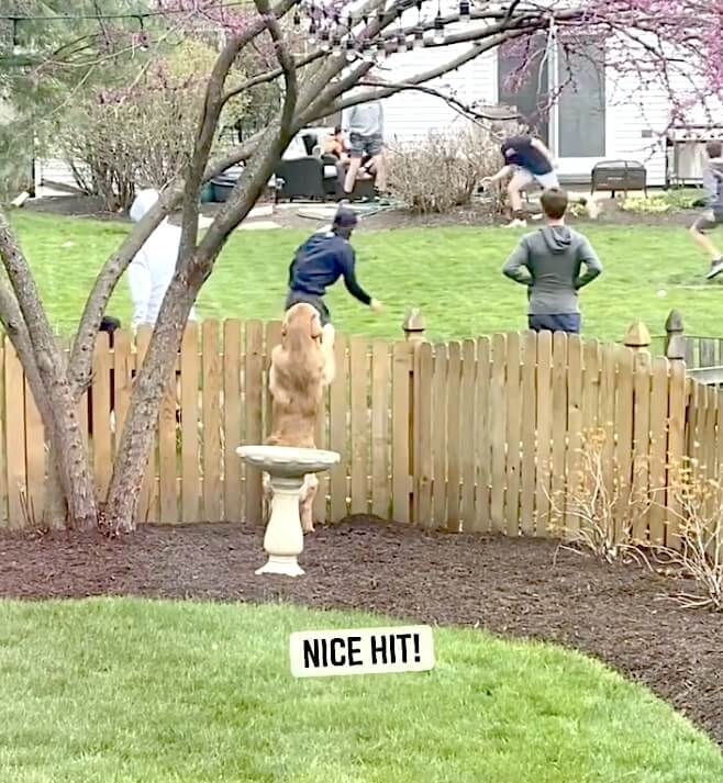 ゴールデンレトリーバー,動画