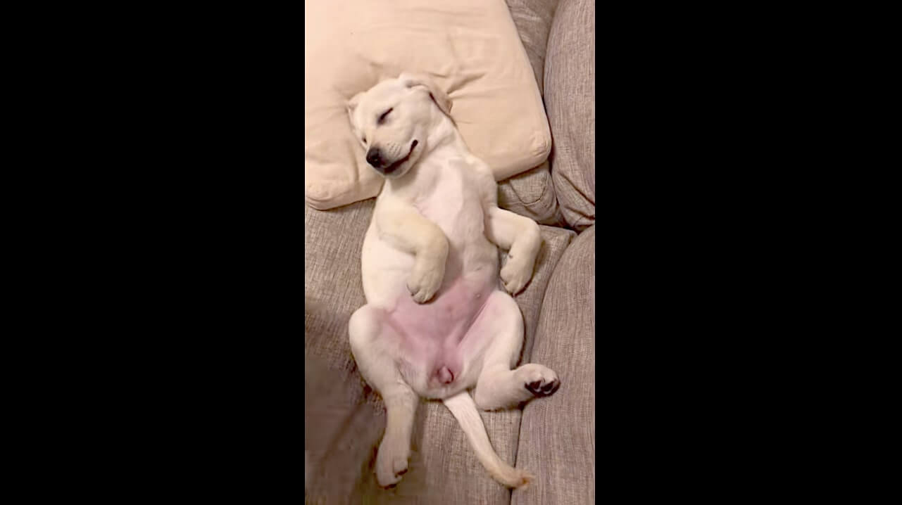 ラブラドールレトリーバー,動画