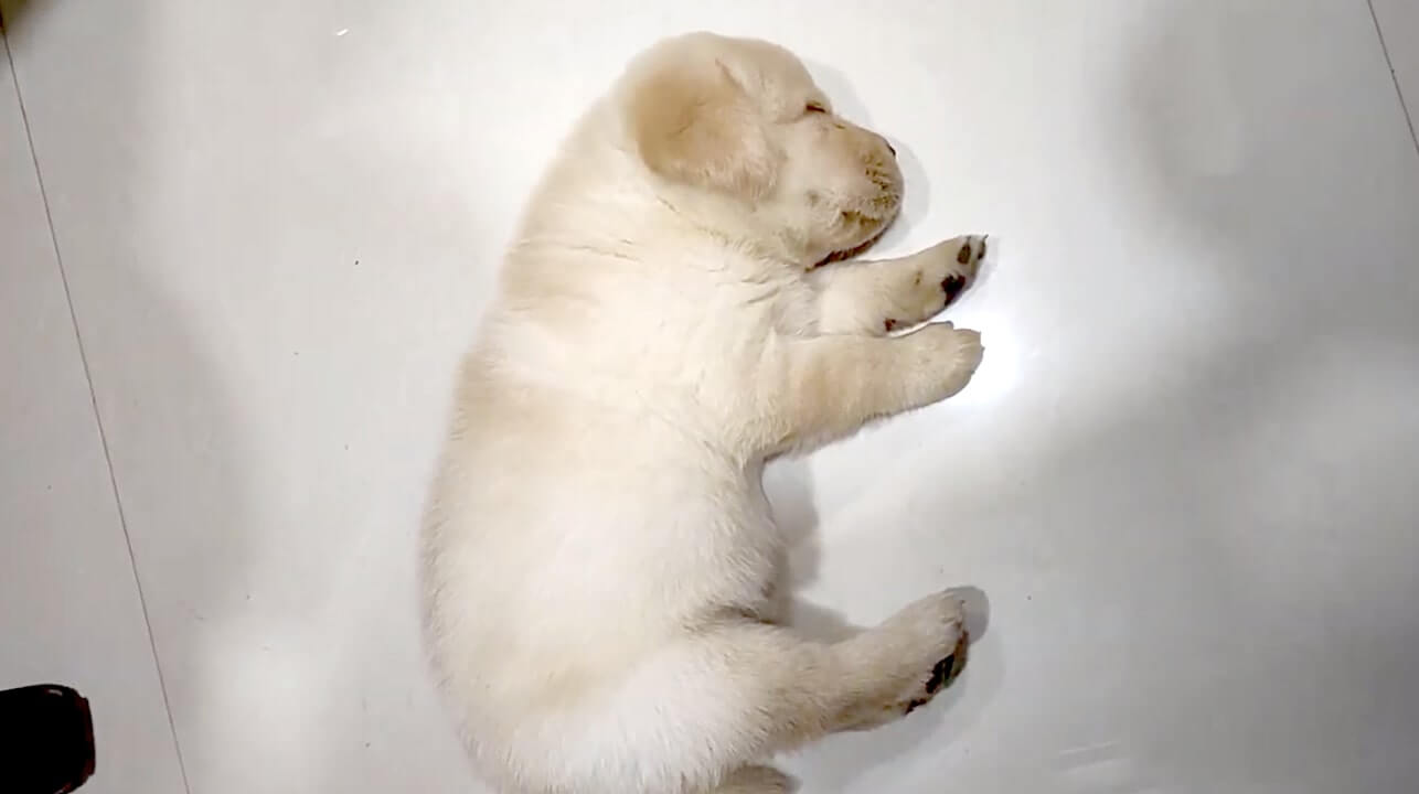 ラブラドールレトリーバー,動画