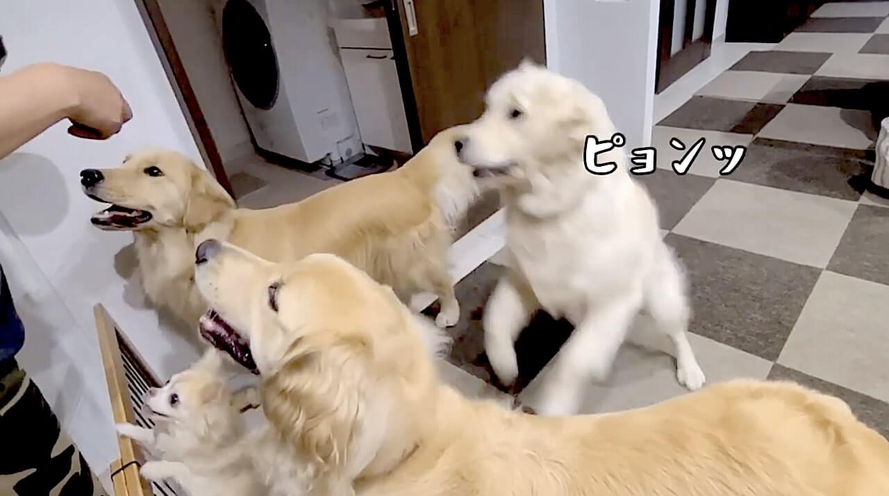 ゴールデンレトリーバー,動画