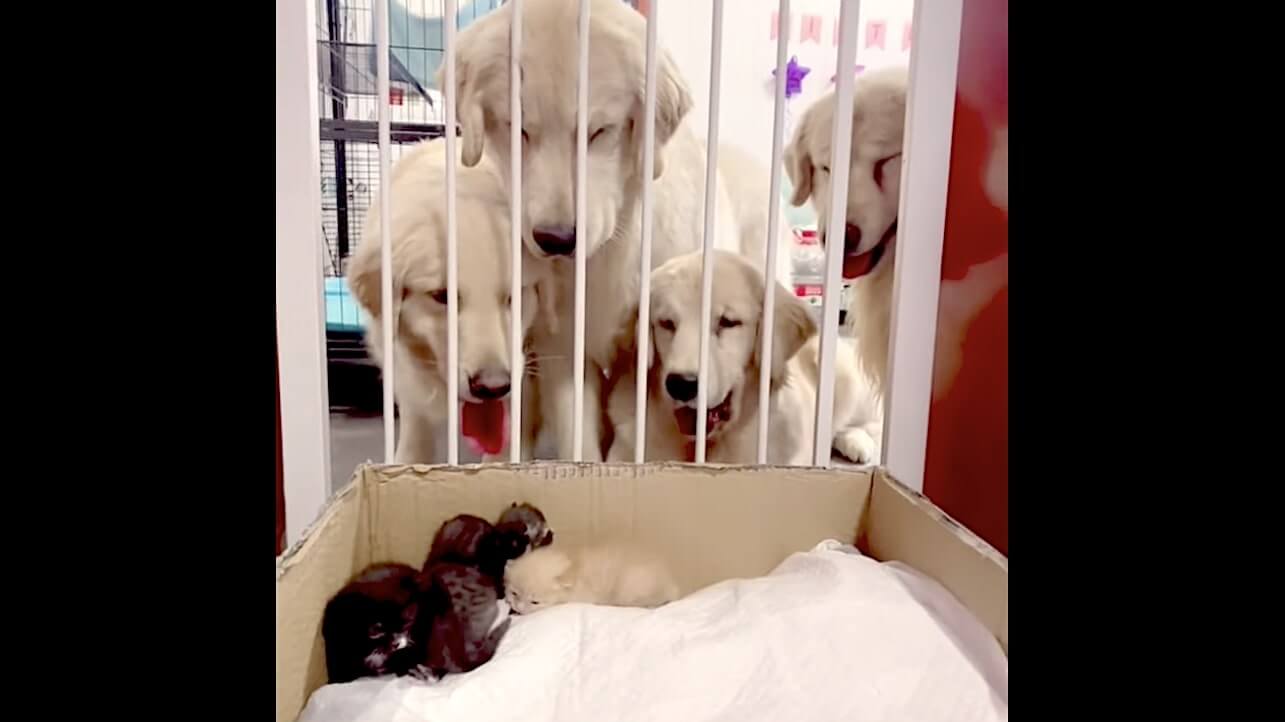 ゴールデンレトリーバー,動画