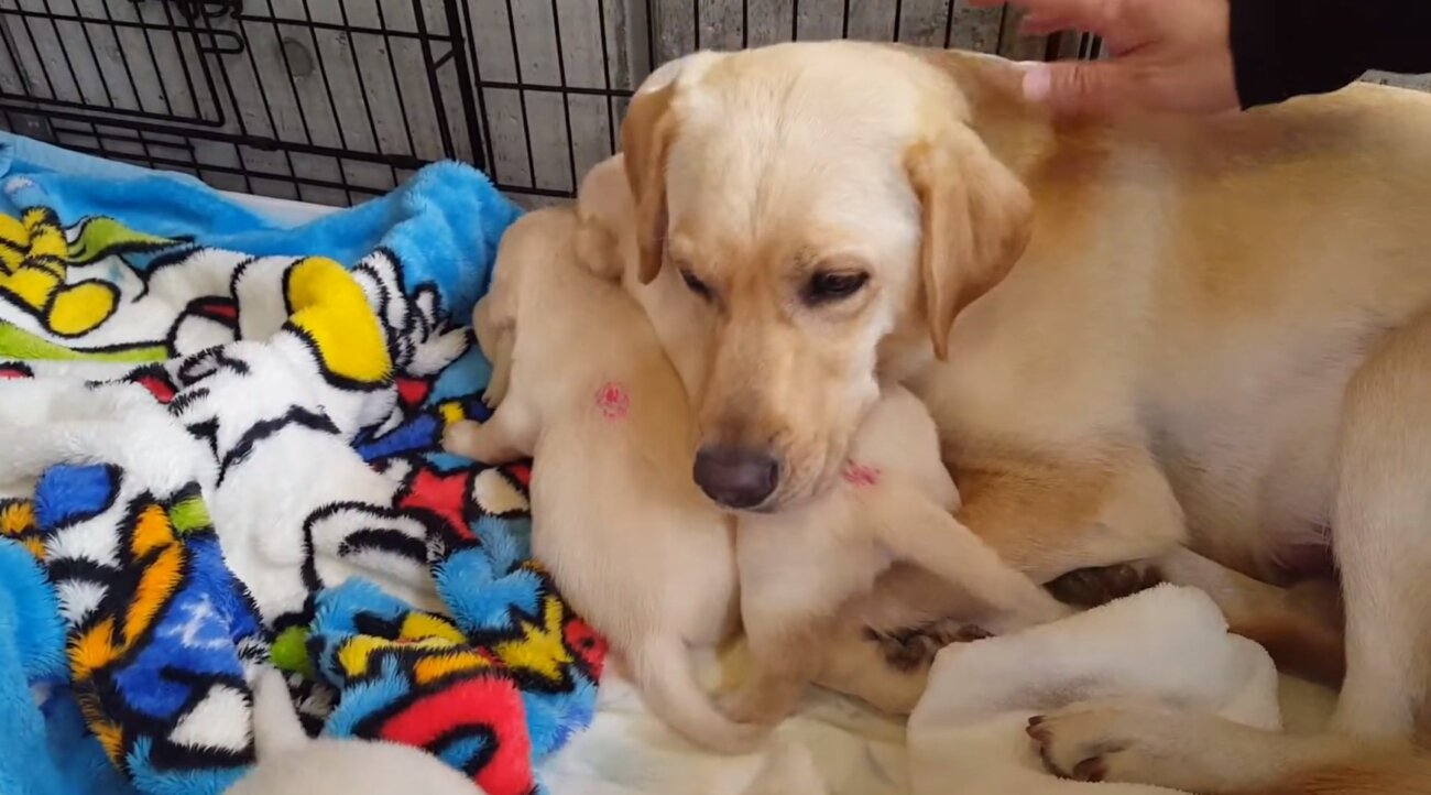 ラブラドールレトリーバー,動画