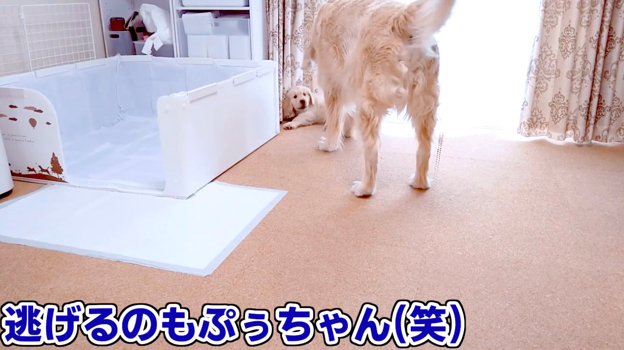 ゴールデンレトリーバー,動画