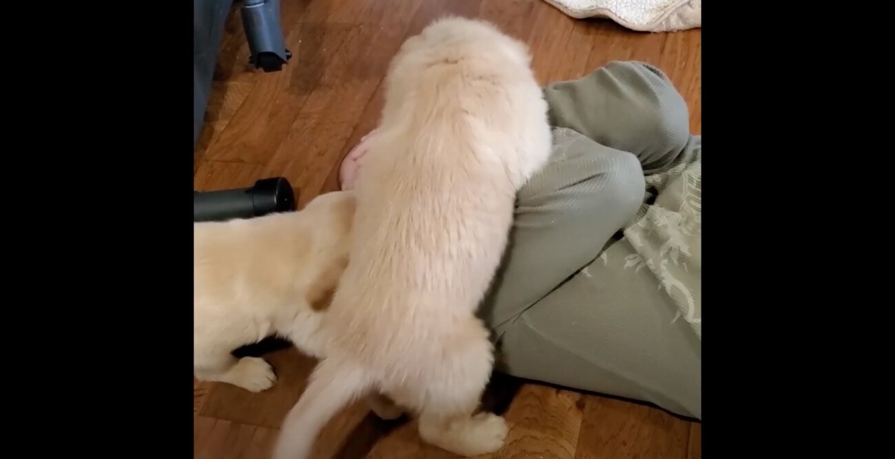 ゴールデンレトリーバー,動画