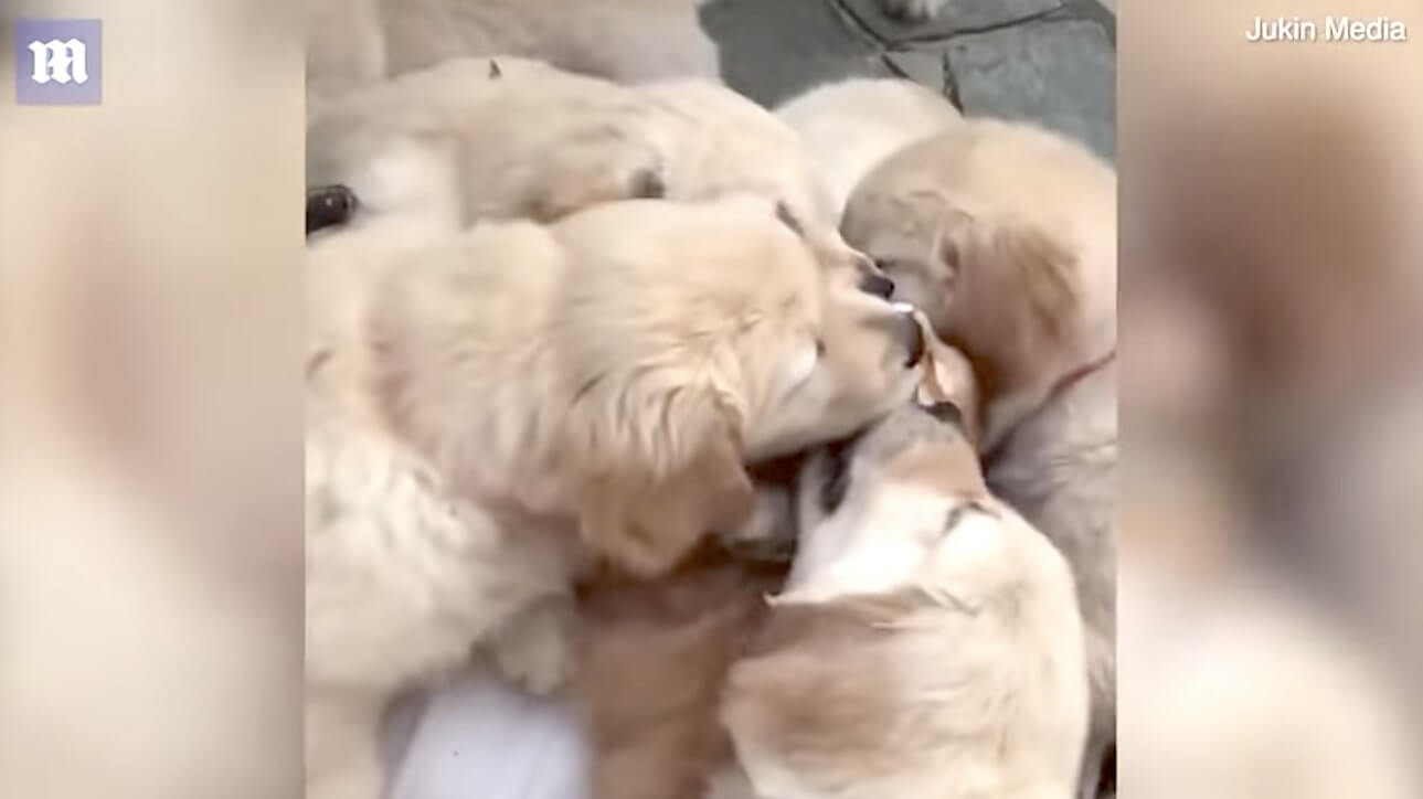 ゴールデンレトリーバー,動画