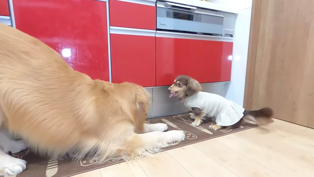 ゴールデンレトリーバー,動画