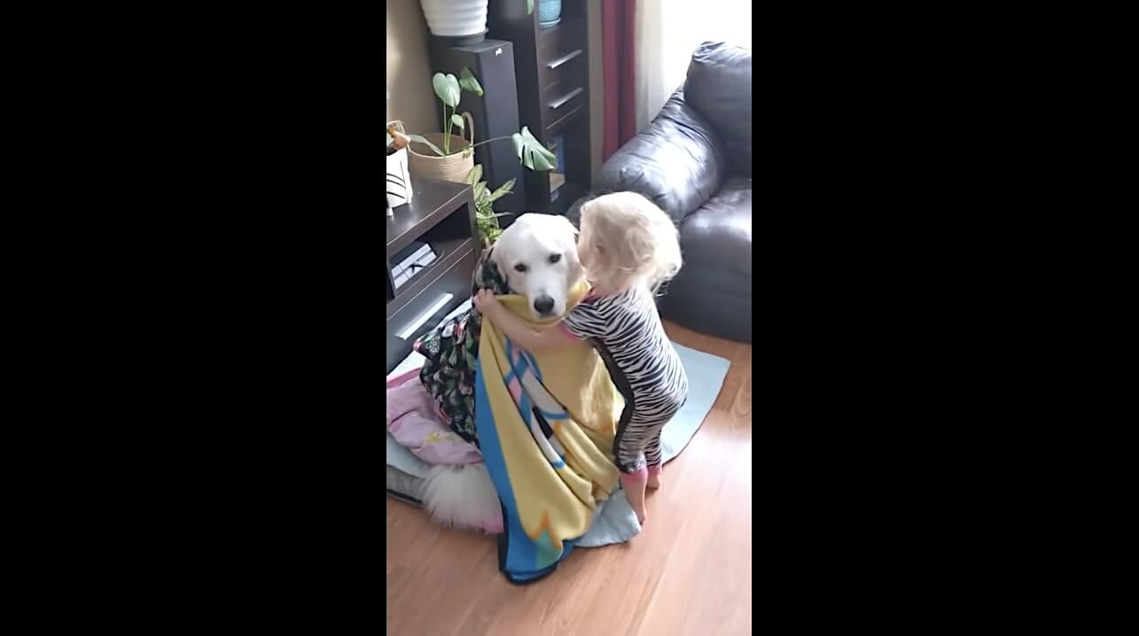 ゴールデンレトリーバー,動画