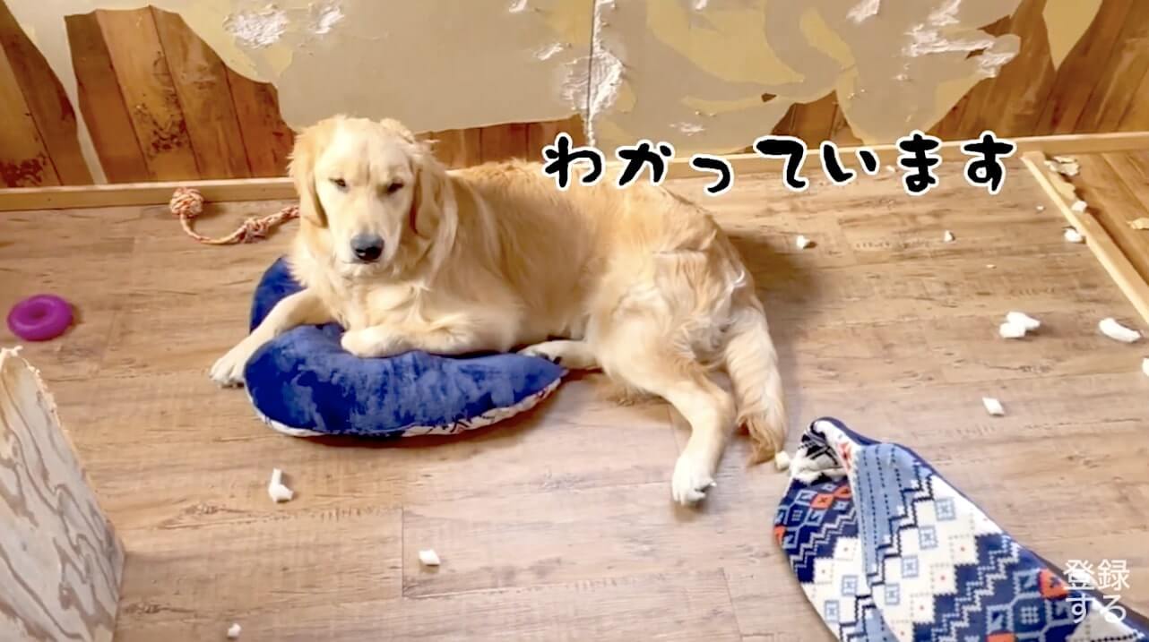 ゴールデンレトリーバー,動画