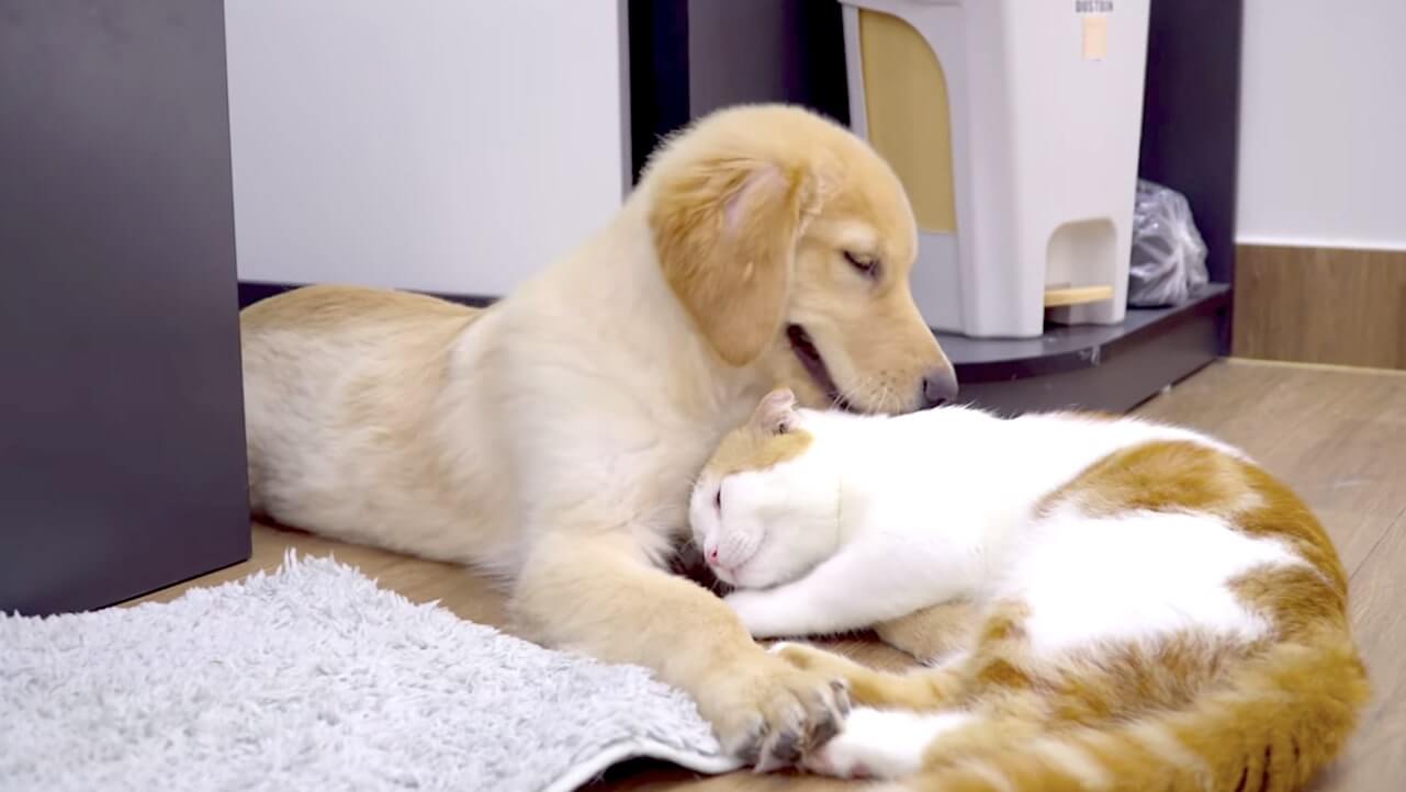 ゴールデンレトリーバー,動画