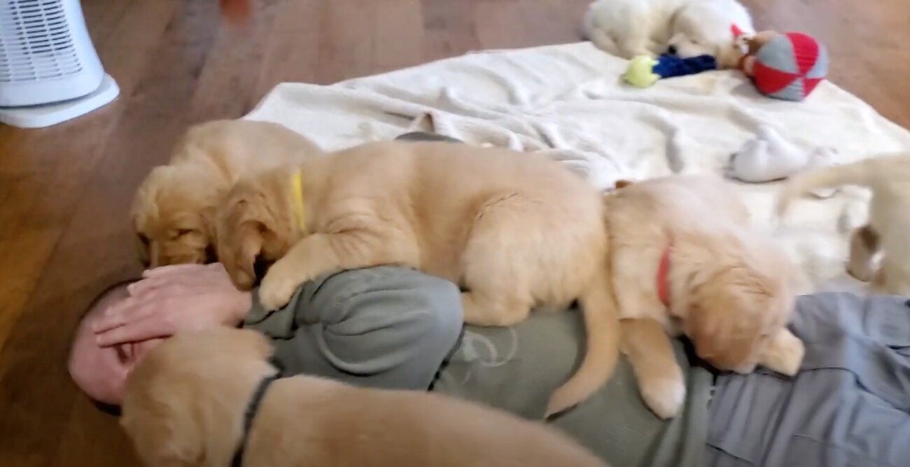 ゴールデンレトリーバー,動画