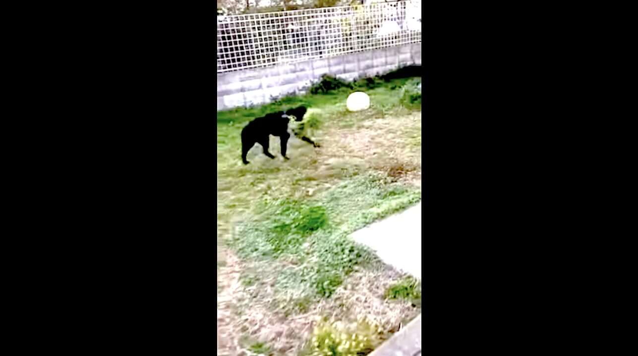 ラブラドールレトリーバー,動画