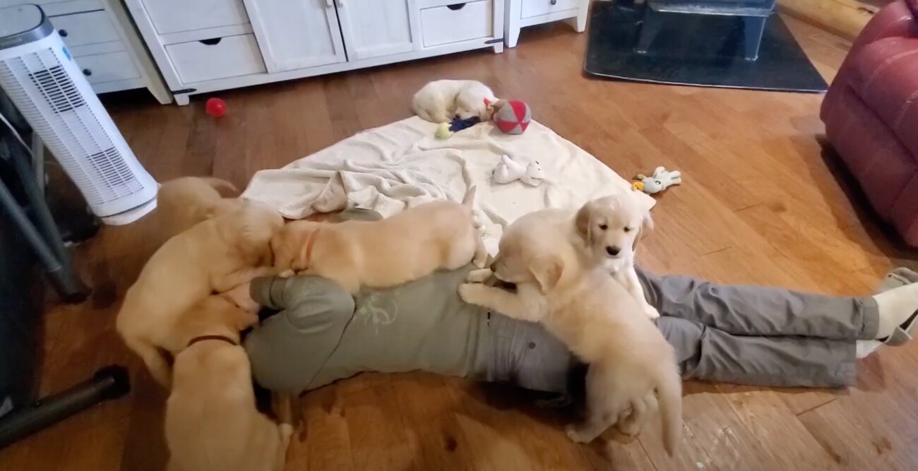 ゴールデンレトリーバー,動画