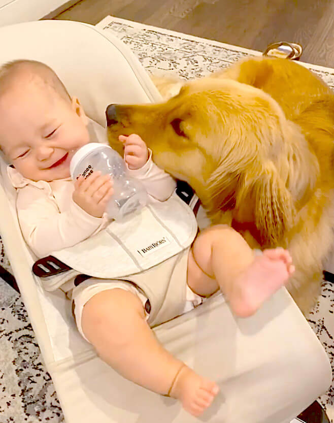 ゴールデンレトリーバー,動画