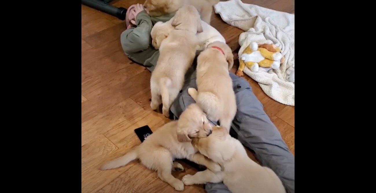 ゴールデンレトリーバー,動画